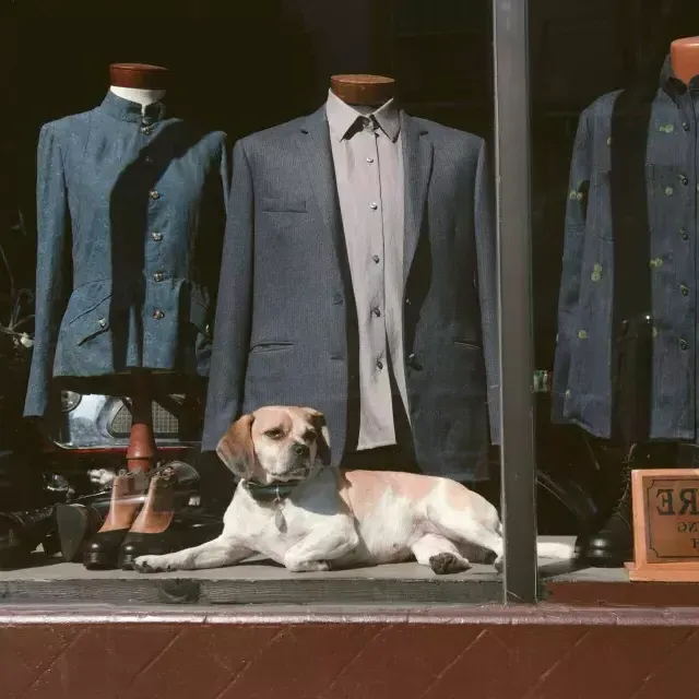 Cachorro na janela